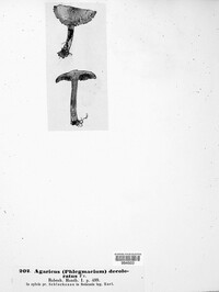 Cortinarius tabularis image